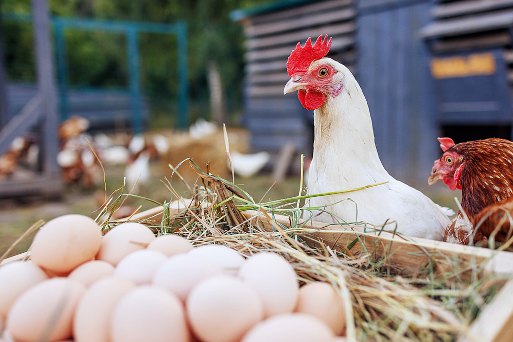 Backyard Chickens Growing in Popularity in New Glarus