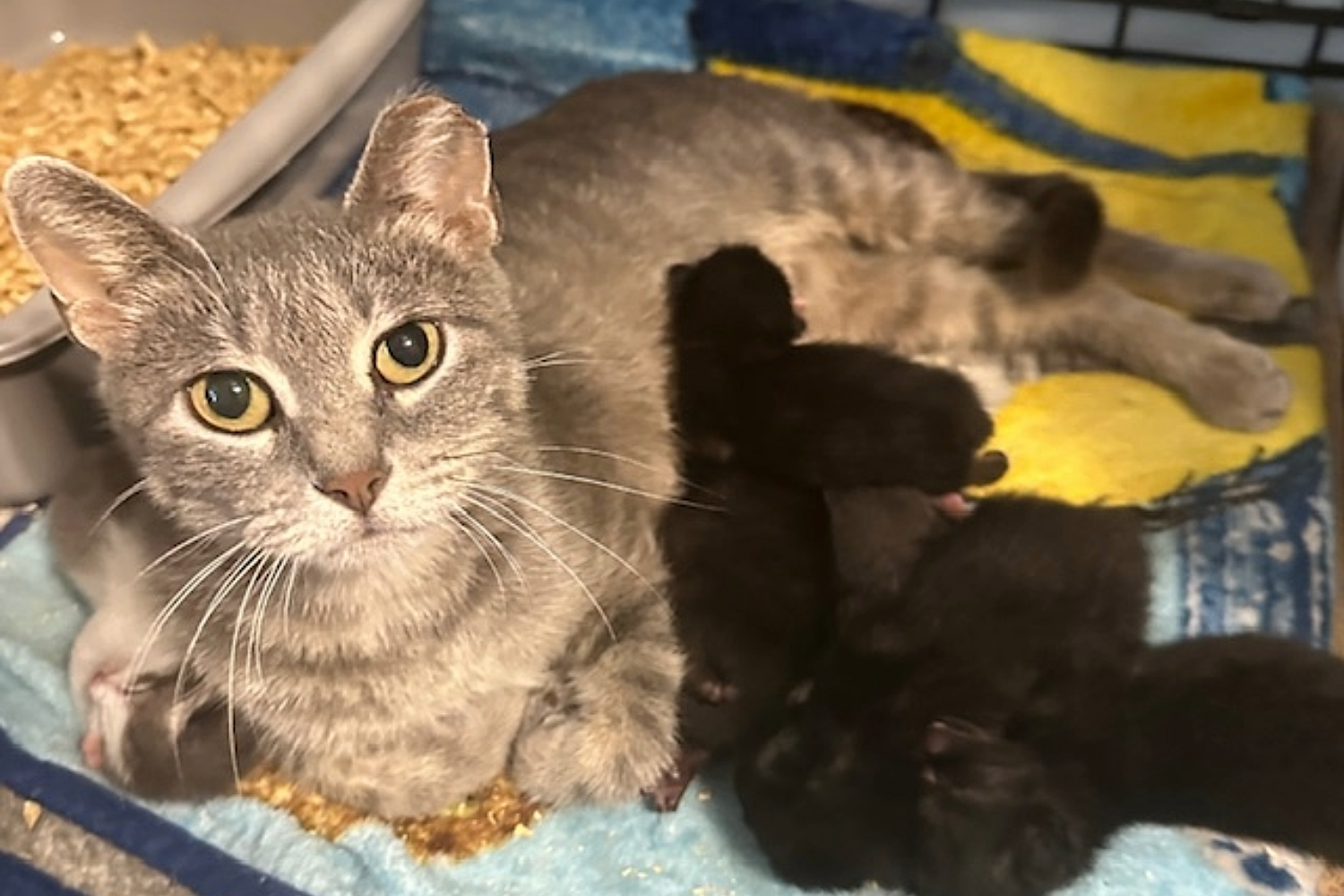 Green County Humane Society’s Foster Families Give Animals a Second Chance